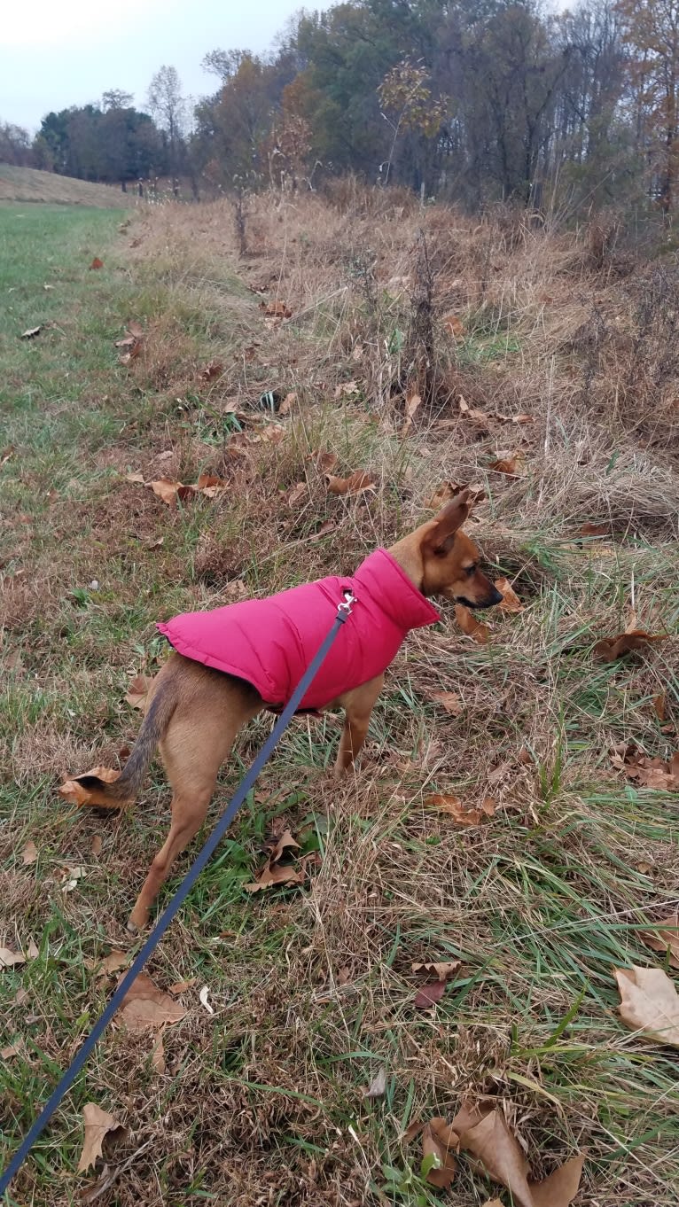 Pip, a Miniature Pinscher and Chihuahua mix tested with EmbarkVet.com