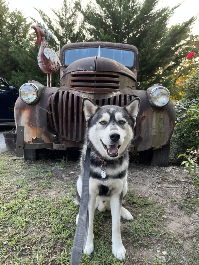 Rocket, a Siberian Husky and Alaskan Malamute mix tested with EmbarkVet.com