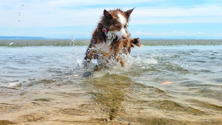 Koda, an Australian Shepherd tested with EmbarkVet.com