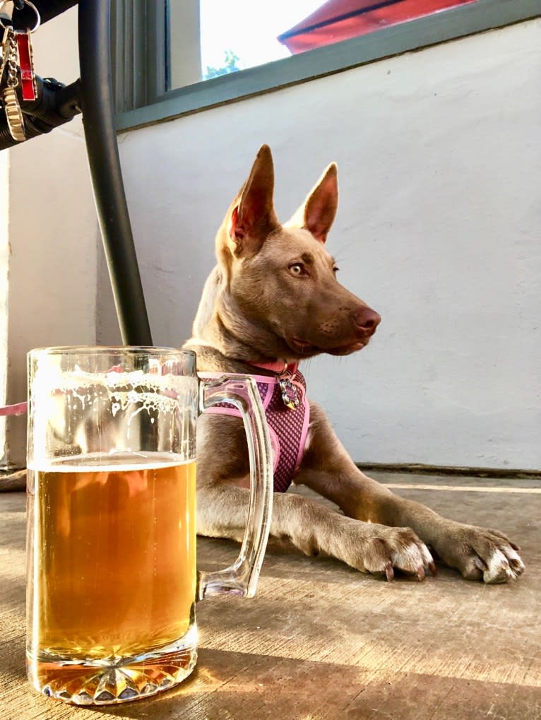 Zoey, an American Pit Bull Terrier and Siberian Husky mix tested with EmbarkVet.com