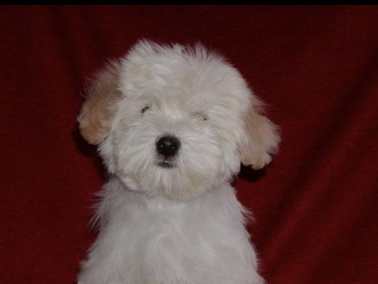 Gilly, a Havanese tested with EmbarkVet.com