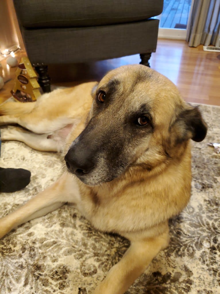 Stella, a Great Pyrenees and German Shepherd Dog mix tested with EmbarkVet.com