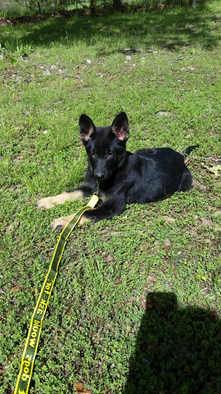 Miss Black, a German Shepherd Dog tested with EmbarkVet.com