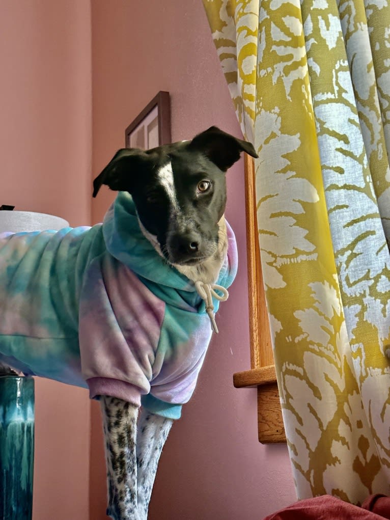 Riley, an Australian Cattle Dog and American Pit Bull Terrier mix tested with EmbarkVet.com