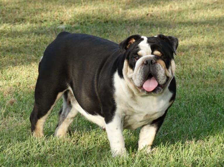 Quinn, a Bulldog tested with EmbarkVet.com