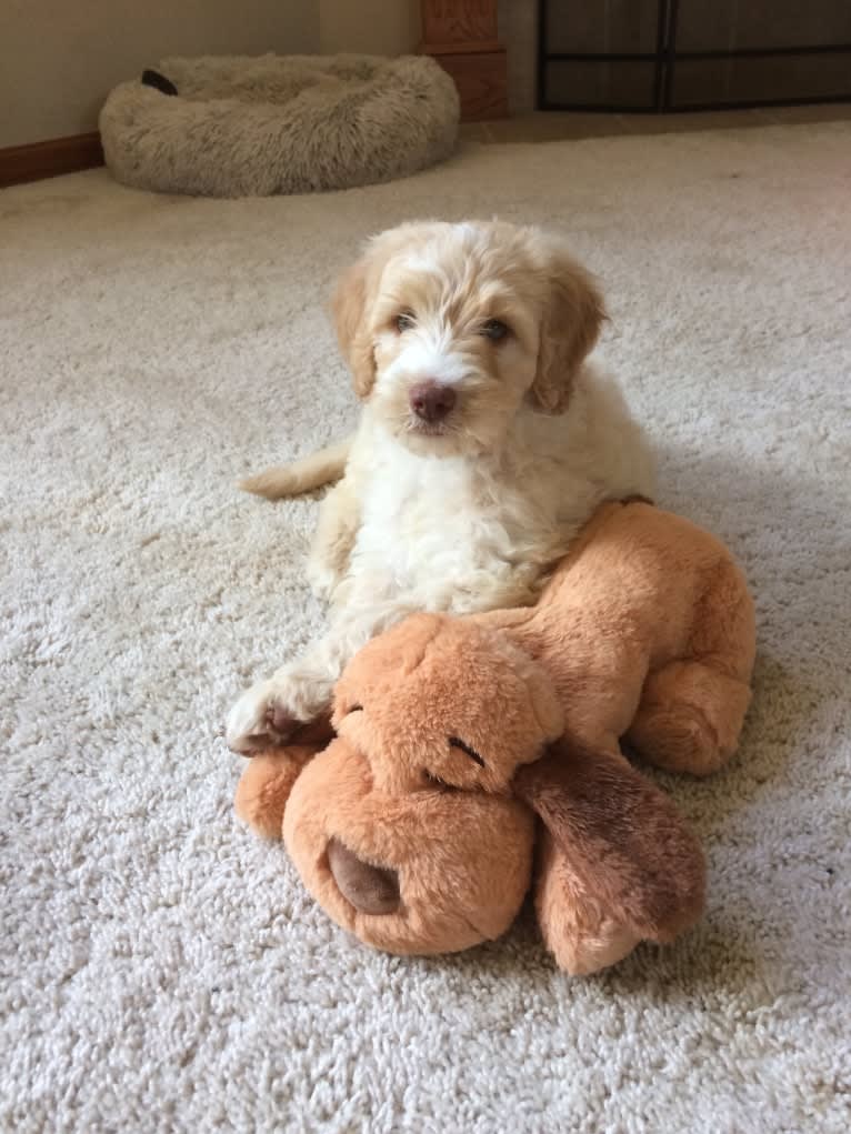 Orie, a Goldendoodle tested with EmbarkVet.com