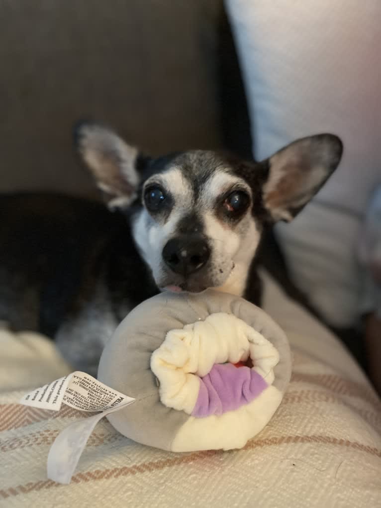 Mojo-Jojo, a Chihuahua and Poodle (Small) mix tested with EmbarkVet.com