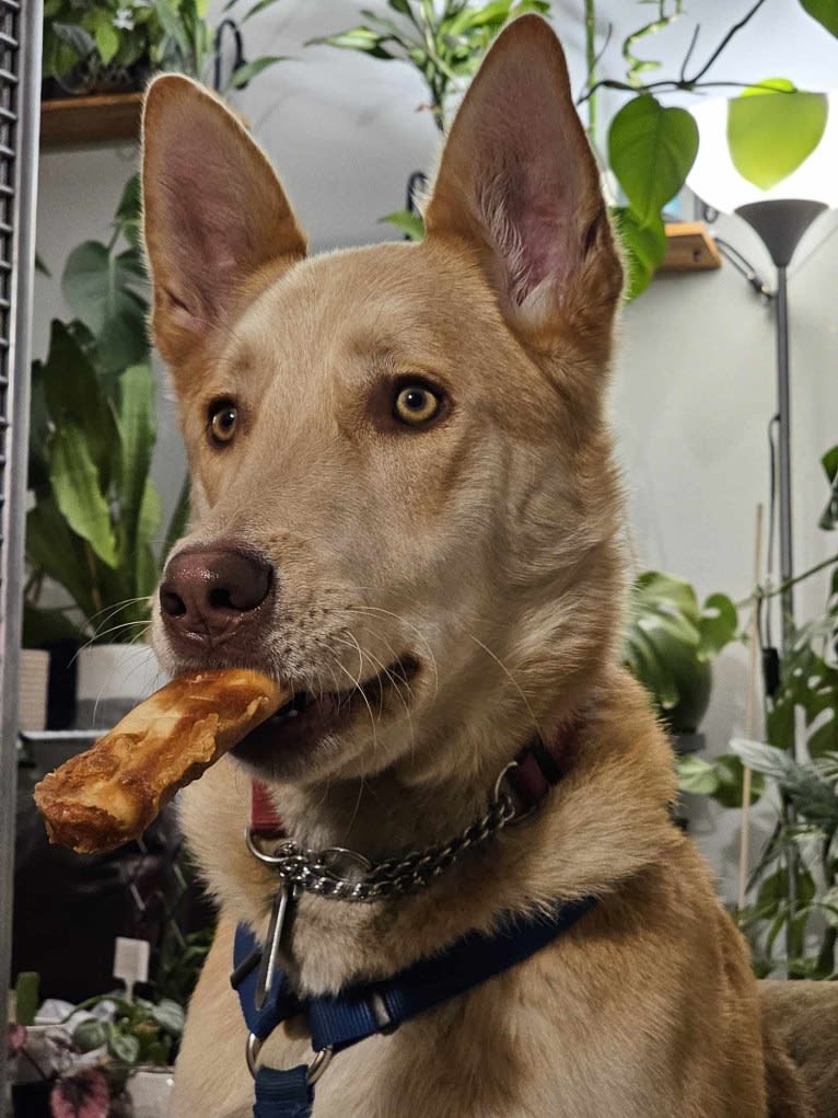 Aalo, a German Shepherd Dog and Siberian Husky mix tested with EmbarkVet.com