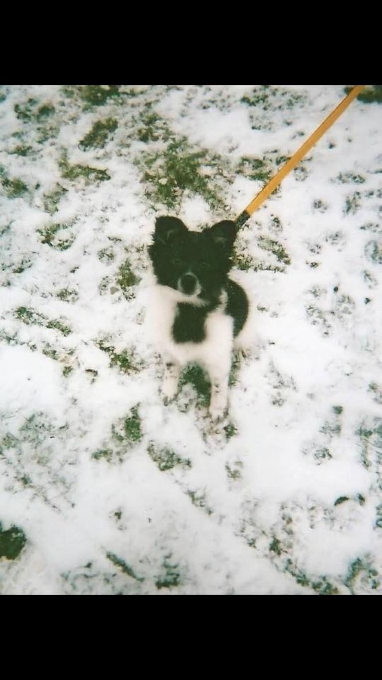 Piper, an American Eskimo Dog and Pomeranian mix tested with EmbarkVet.com