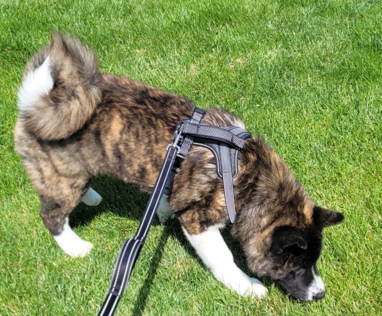 Bruno, an Akita tested with EmbarkVet.com