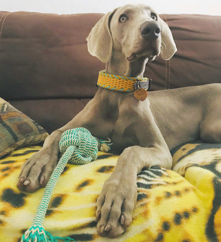 Arya the Weim, a Weimaraner tested with EmbarkVet.com