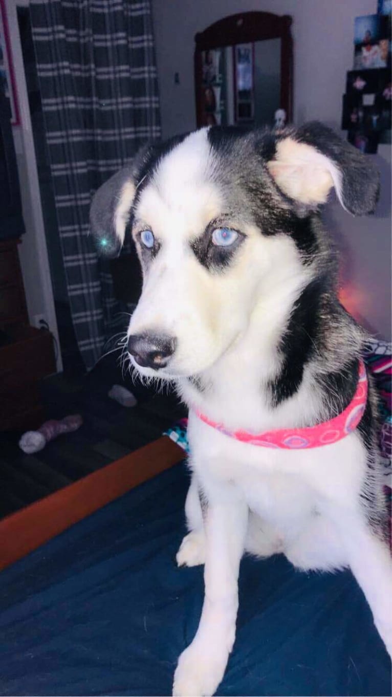 Orah-Skylah Gray, a Siberian Husky and Cocker Spaniel mix tested with EmbarkVet.com