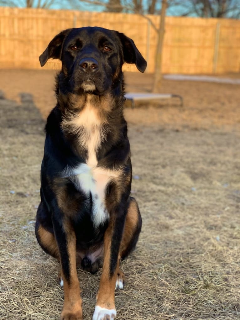 Smokey, a Labrador Retriever and Border Collie mix tested with EmbarkVet.com