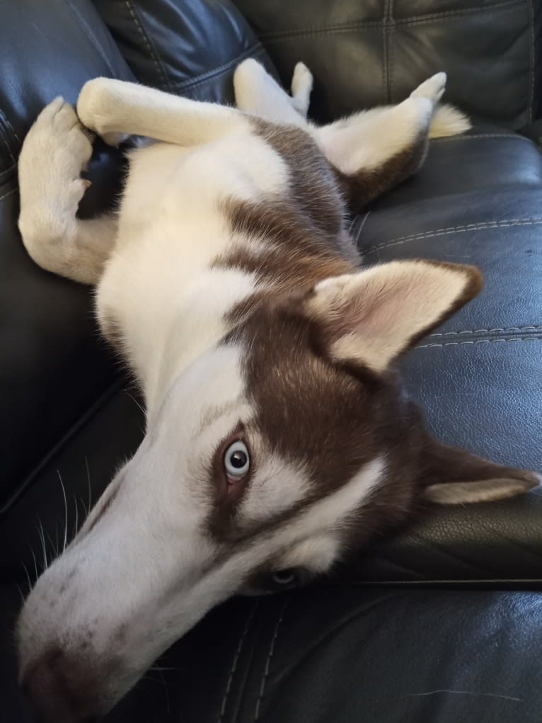 Titan, a Gerberian Shepsky tested with EmbarkVet.com