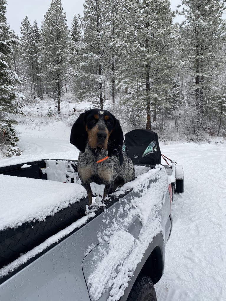 Brandy, a Bluetick Coonhound tested with EmbarkVet.com