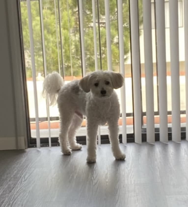 Jack, a Chinese Crested tested with EmbarkVet.com