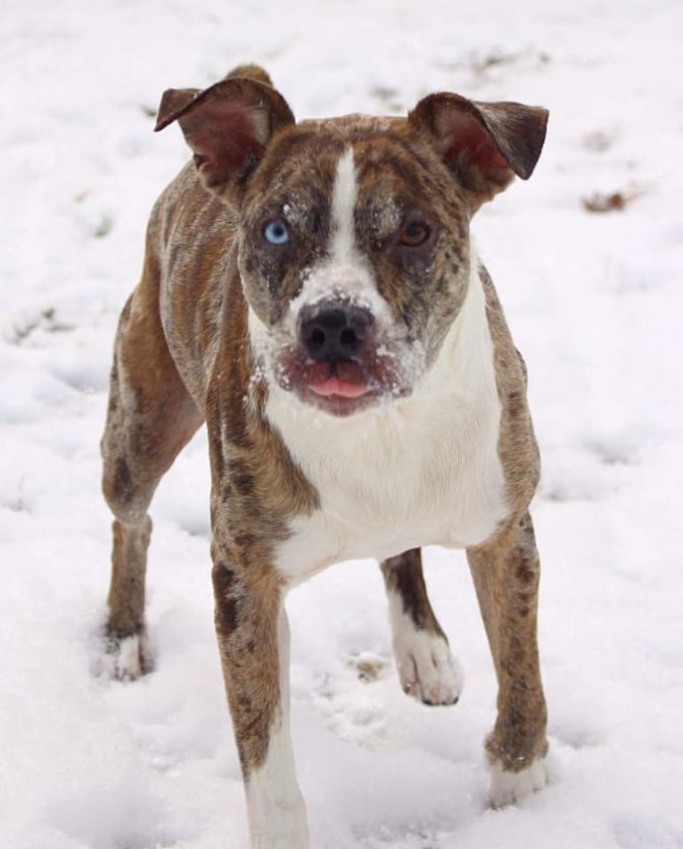 Hammer, a Boston Terrier and Australian Cattle Dog mix tested with EmbarkVet.com