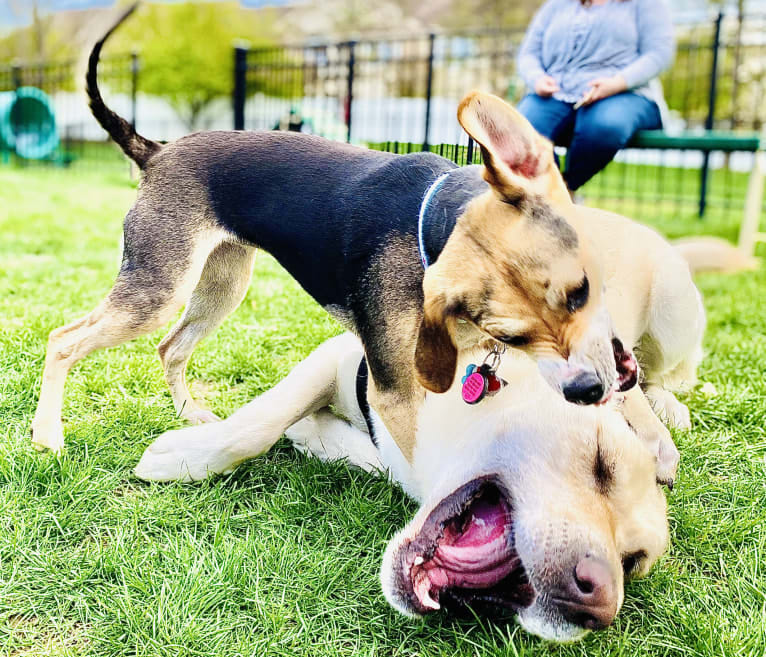 Star, a Beagle and Chihuahua mix tested with EmbarkVet.com