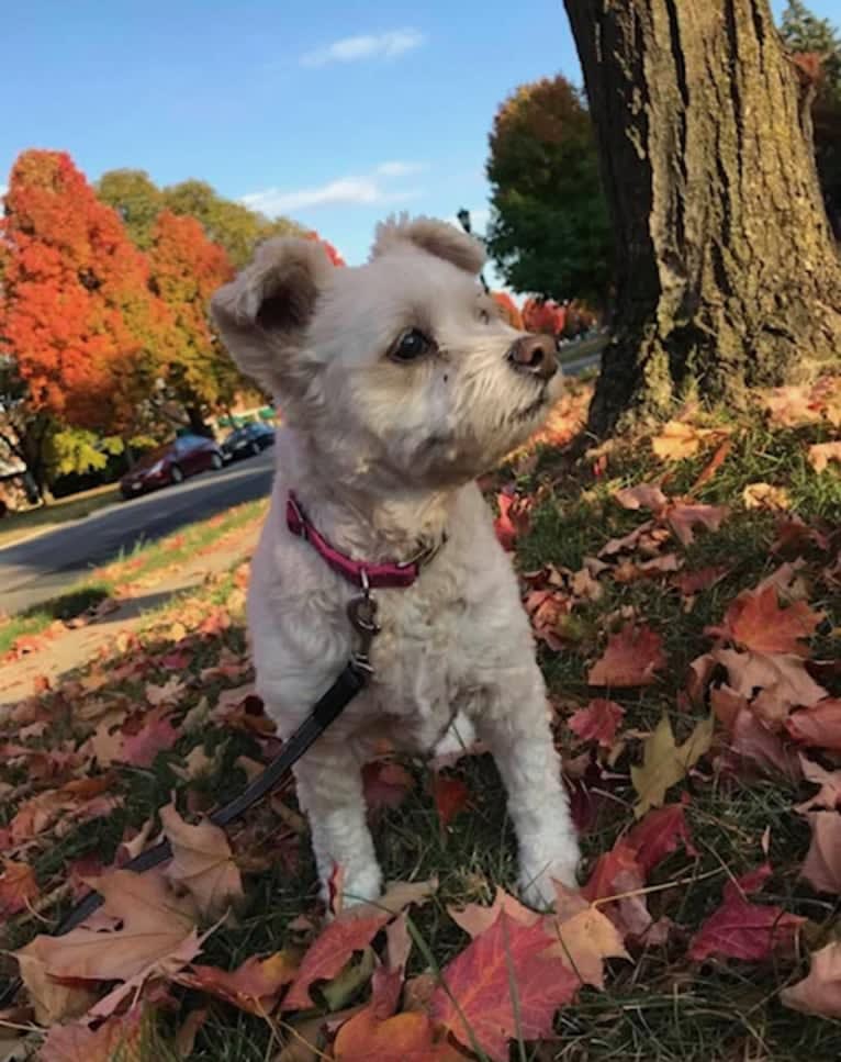 Zuzu, a Miniature Pinscher and Poodle (Small) mix tested with EmbarkVet.com