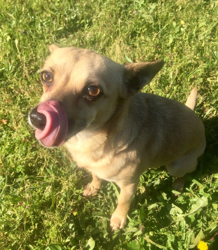 Wookie, a Chihuahua and West Highland White Terrier mix tested with EmbarkVet.com