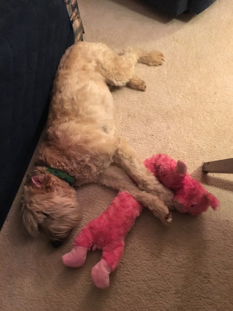 Desmond, a Soft Coated Wheaten Terrier tested with EmbarkVet.com