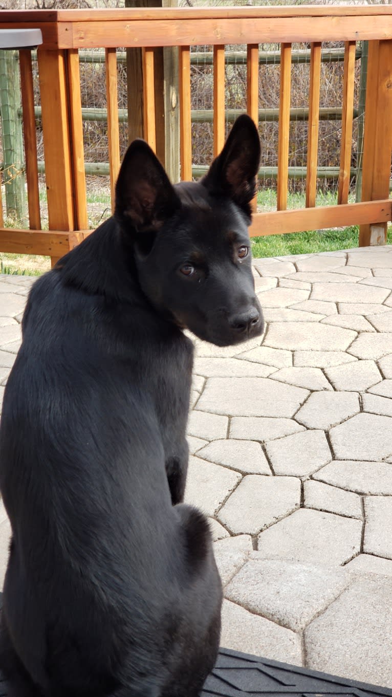 Echo, a Rottweiler and Siberian Husky mix tested with EmbarkVet.com