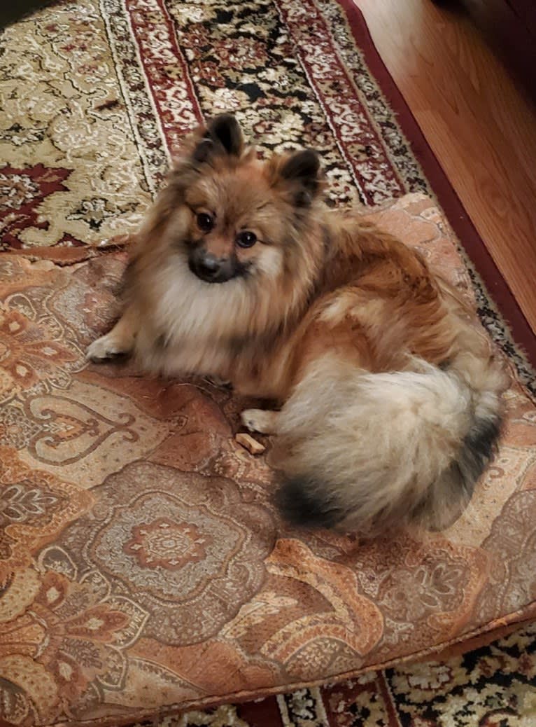 Grizzy, a Pomeranian tested with EmbarkVet.com