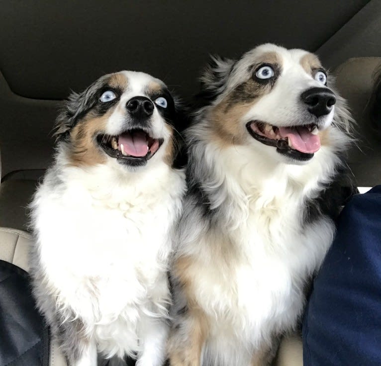 MaizyRose, an Australian Shepherd tested with EmbarkVet.com