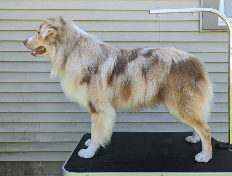 Neville, an Australian Shepherd tested with EmbarkVet.com