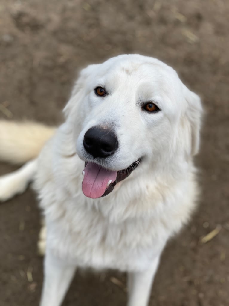 Polar, a Maremma Sheepdog tested with EmbarkVet.com