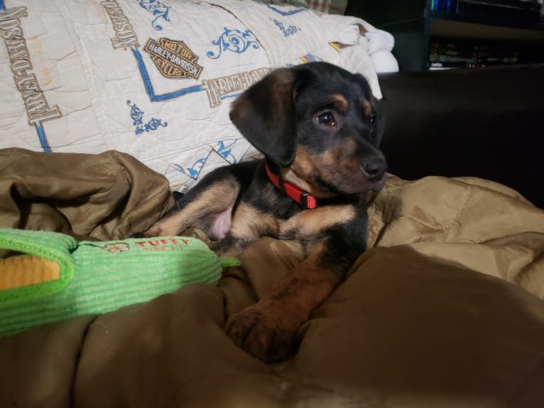 Boone, a Catahoula Leopard Dog and Poodle (Small) mix tested with EmbarkVet.com