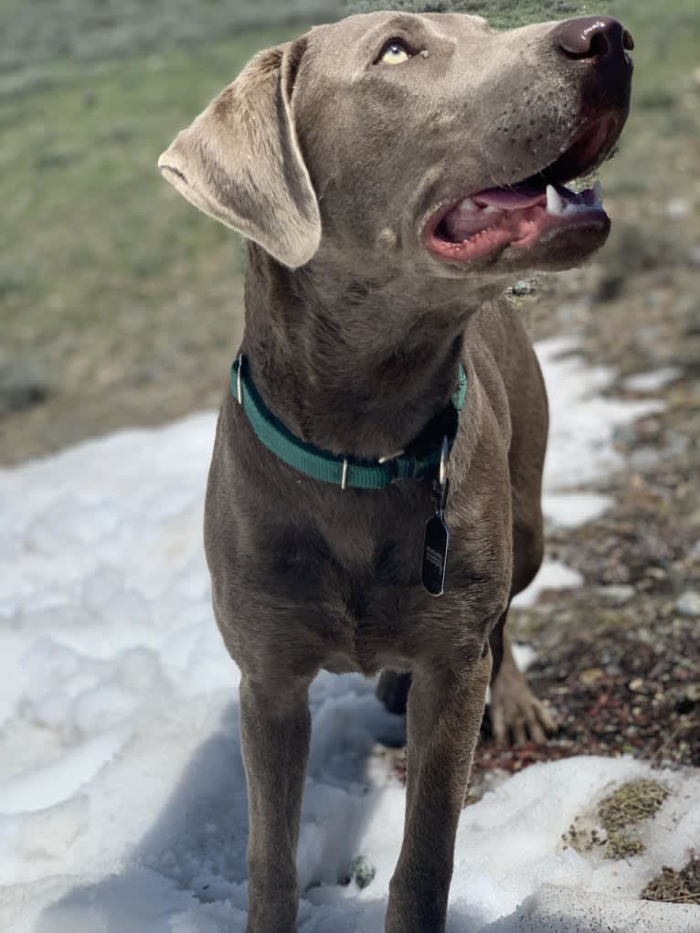 BUTCH, a Labrador Retriever tested with EmbarkVet.com