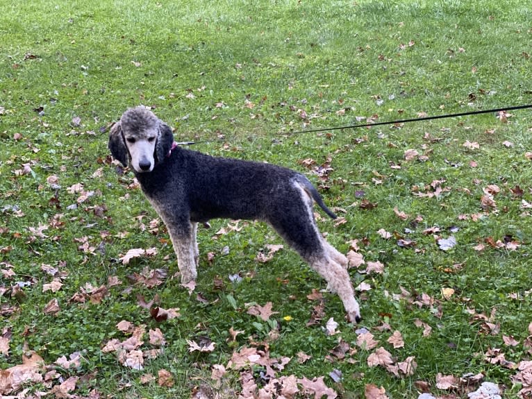 Journey, a Poodle (Standard) tested with EmbarkVet.com