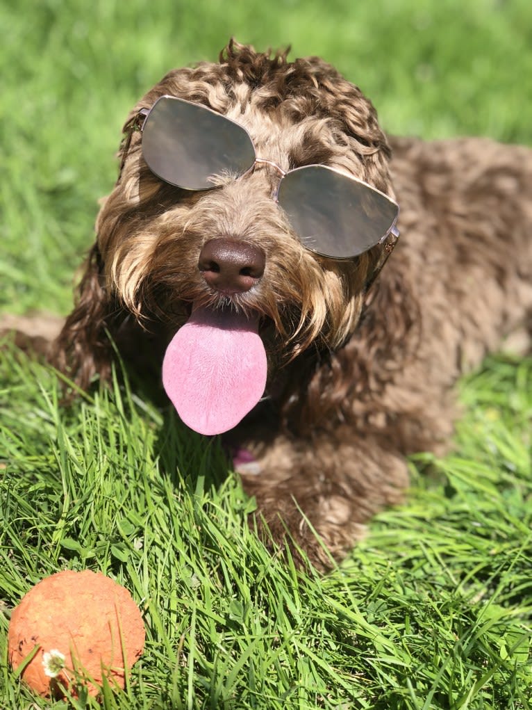 Koda, an English Cocker Spaniel (Working Type) and Poodle (Small) mix tested with EmbarkVet.com