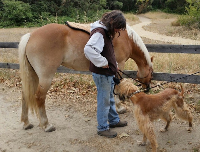 Kepi, an Afghan Hound tested with EmbarkVet.com