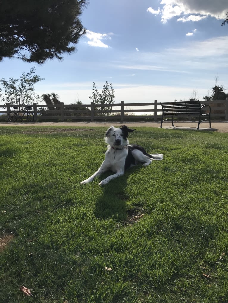 Sydney, a Border Collie and Australian Cattle Dog mix tested with EmbarkVet.com