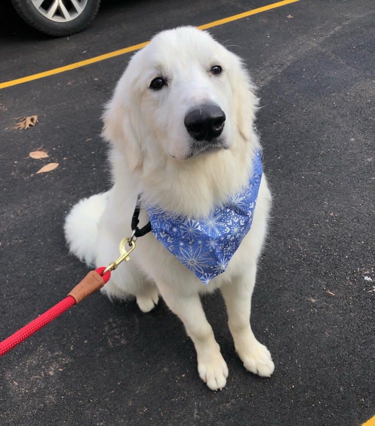 Finn, a Great Pyrenees and Beagle mix tested with EmbarkVet.com