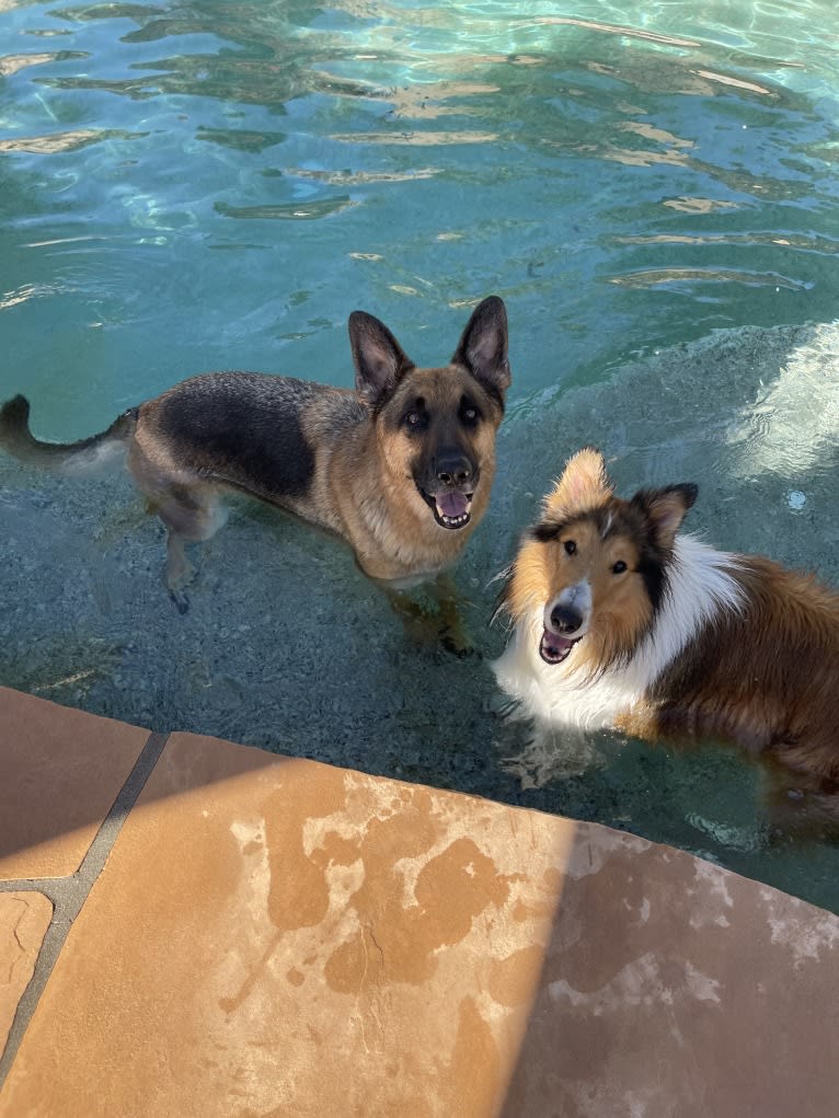 Greer, a Collie tested with EmbarkVet.com
