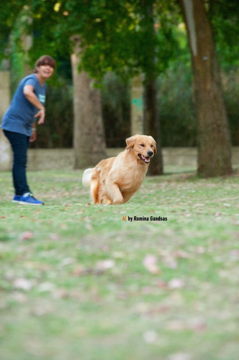 LIBERTY HENNA LISKA, a Golden Retriever tested with EmbarkVet.com