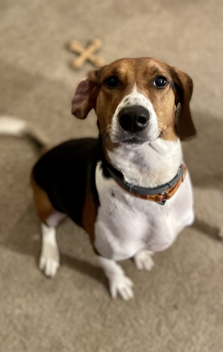 Roxy, a Treeing Walker Coonhound tested with EmbarkVet.com