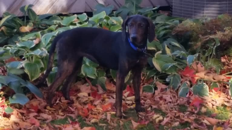 Molly, a Black and Tan Coonhound and Mountain Cur mix tested with EmbarkVet.com