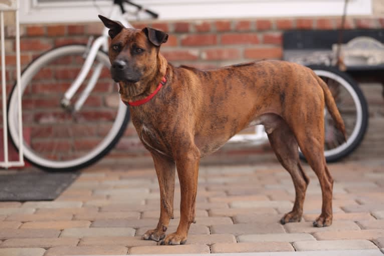 Astro, a Phu Quoc Ridgeback tested with EmbarkVet.com