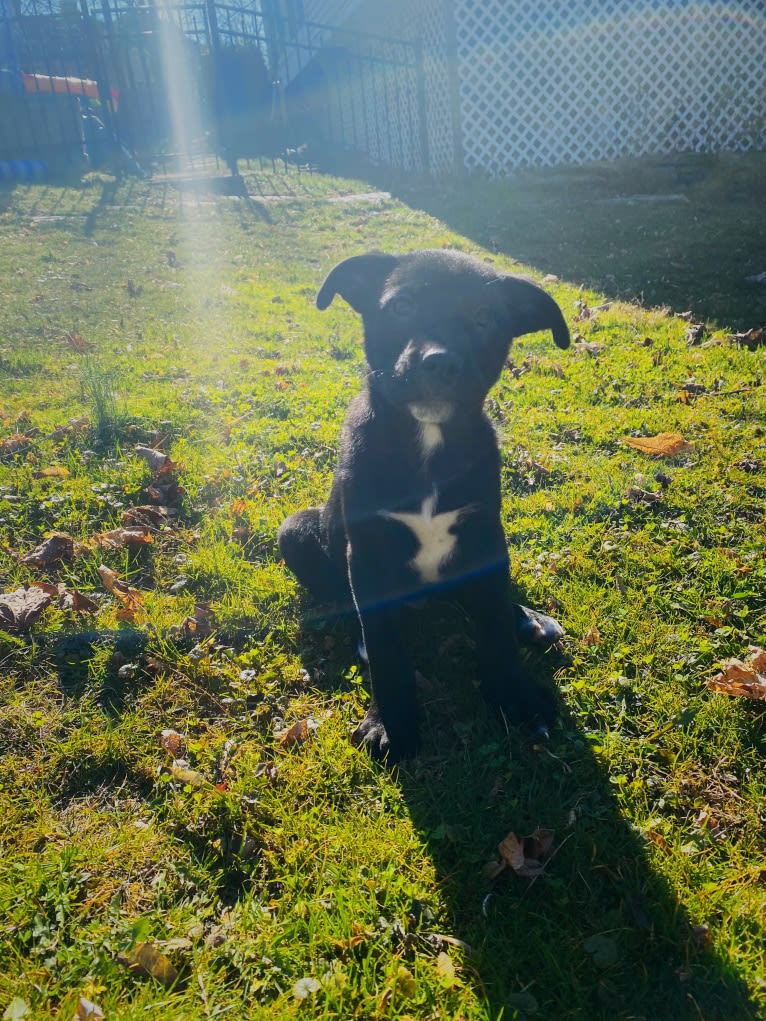 Mooshie, an American Pit Bull Terrier and German Shepherd Dog mix tested with EmbarkVet.com