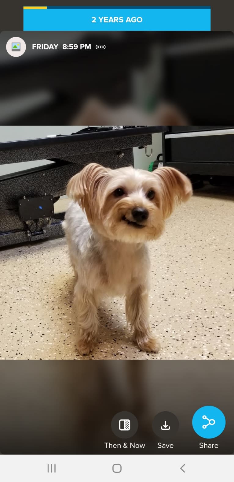 Eva, a Yorkshire Terrier tested with EmbarkVet.com