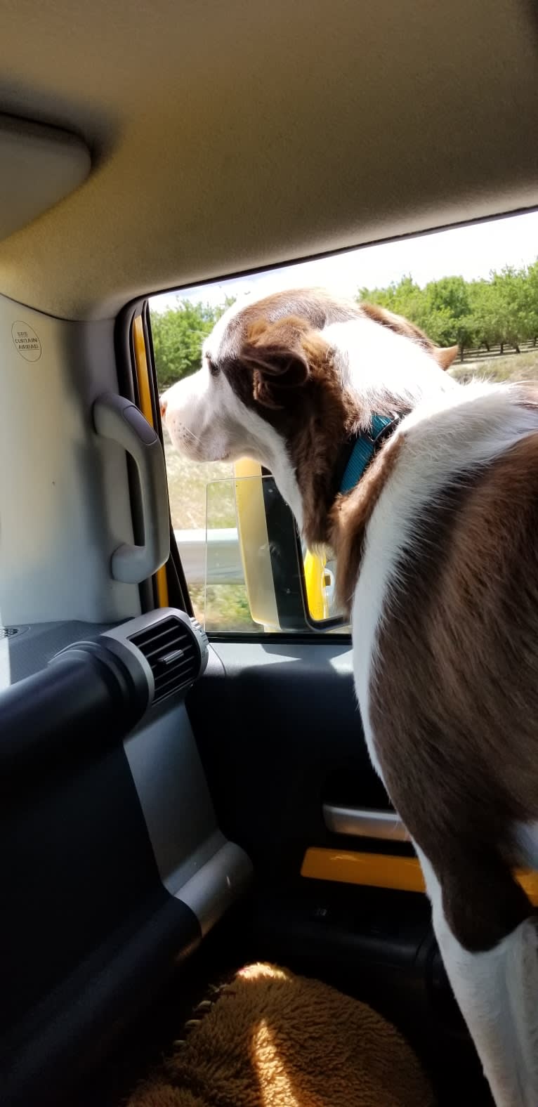 Cosmo, a Great Pyrenees and Border Collie mix tested with EmbarkVet.com