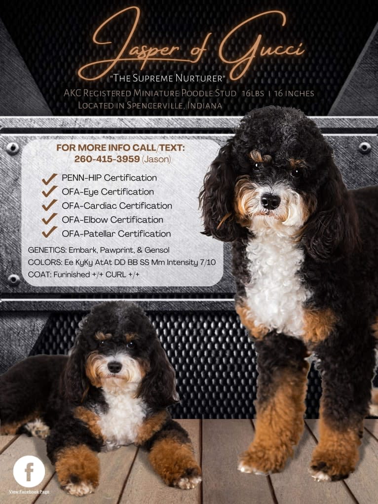 George, a Bernedoodle tested with EmbarkVet.com