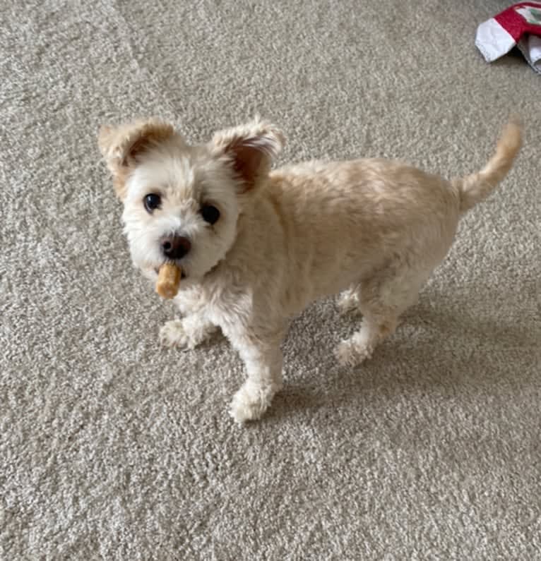 Zuzu, a Miniature Pinscher and Poodle (Small) mix tested with EmbarkVet.com