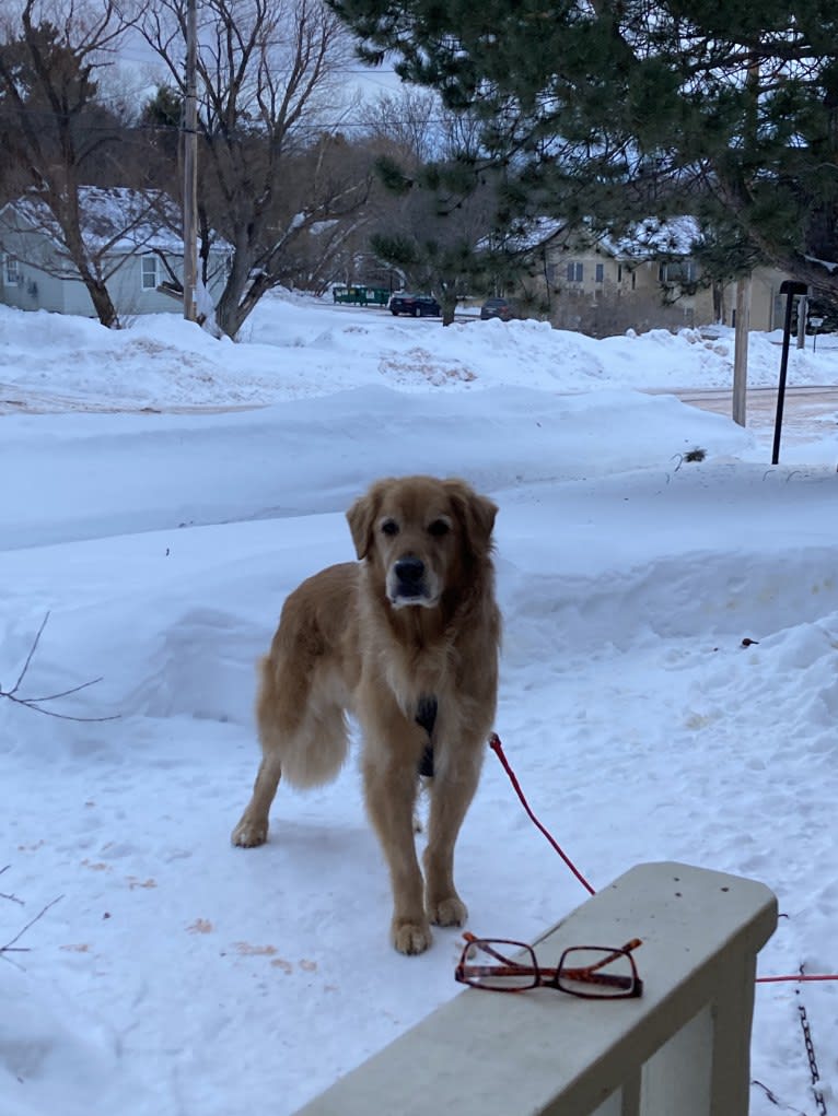 Timber “Gross Manor’s I’ll Be The One You Won’t Forget”, a Golden Retriever tested with EmbarkVet.com