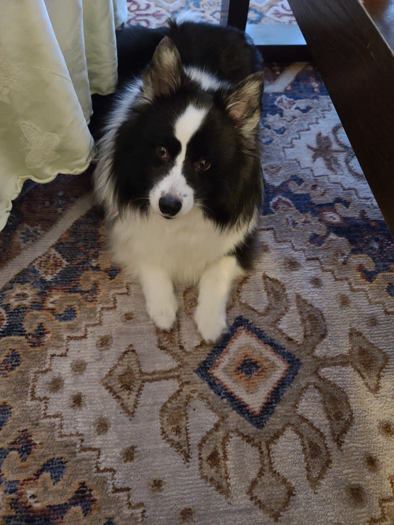 Rocko, an American Eskimo Dog and Shetland Sheepdog mix tested with EmbarkVet.com