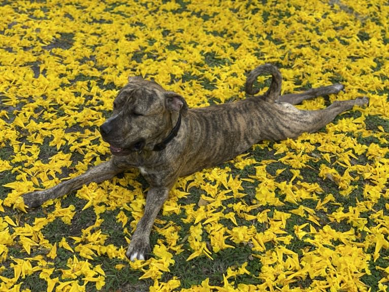 MAX, an American Pit Bull Terrier and American Bulldog mix tested with EmbarkVet.com